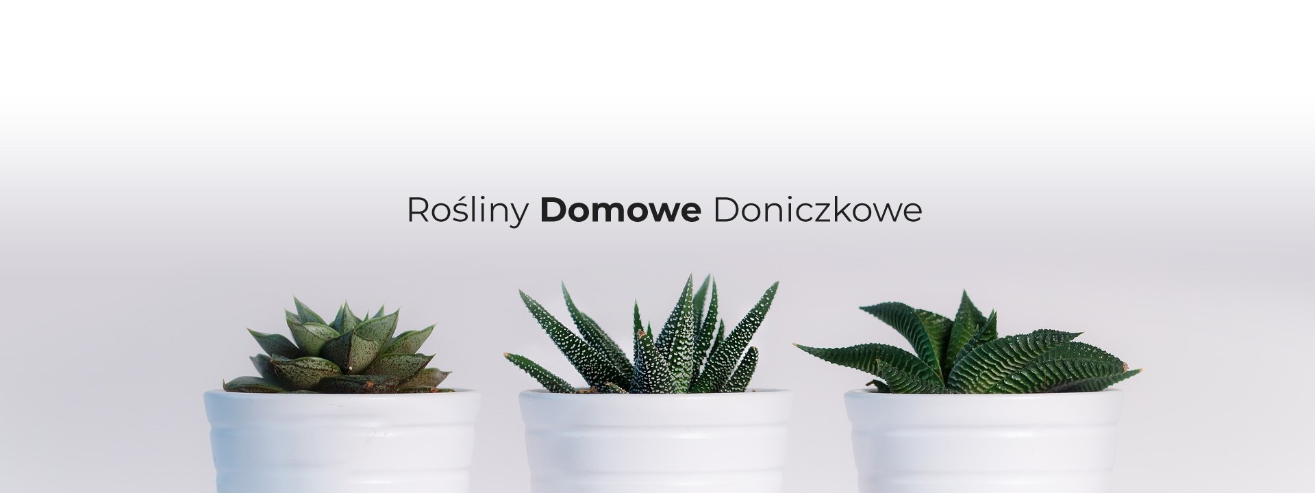 Roślin domowych doniczkowych